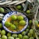bowl of olives in olive oil - Anytime Olive Oil Products olive oil pour spout