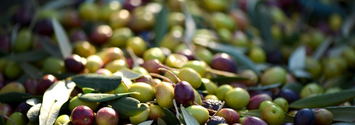 pile of olives and leaves - Anytime Olive Oil Products wholesale olive oil pour spouts